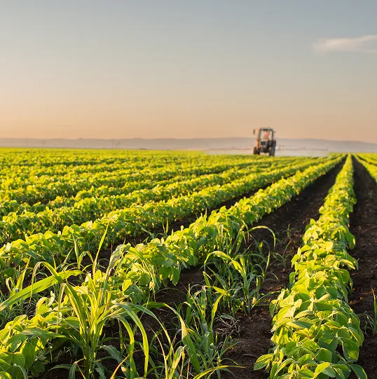 Plantação agrícola com fileiras de vegetação verde ao entardecer, com um trator ao fundo no campo.