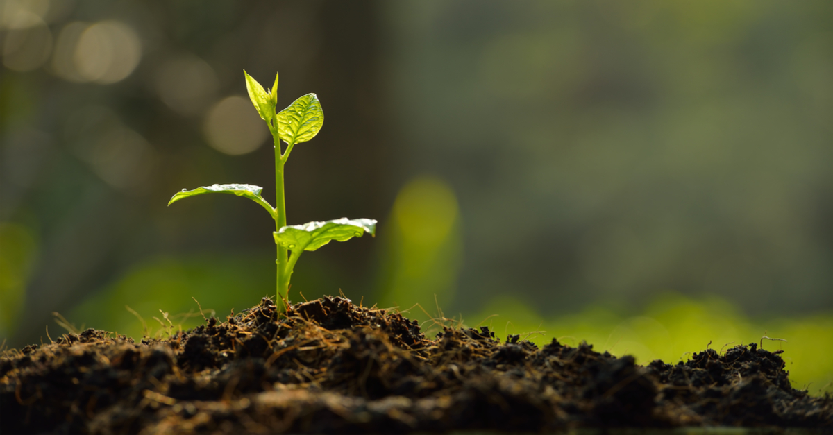 Controle biológico: No campo do futuro o grande insumo é a inteligência.