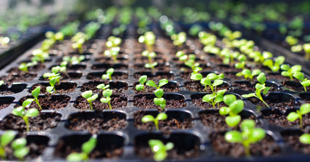 Sistematização agrícola: Ganho de tempo e recursos produtivos no campo.
