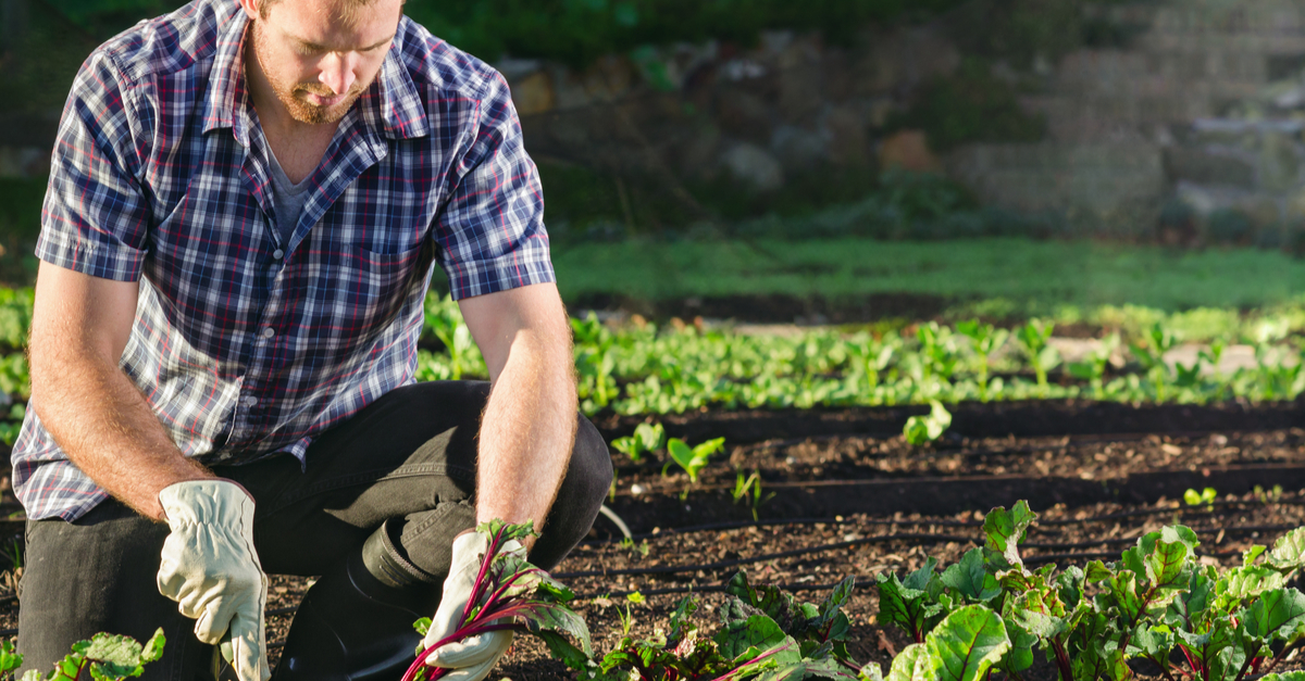 Rastreabilidade para agronegócio: o que você precisa saber