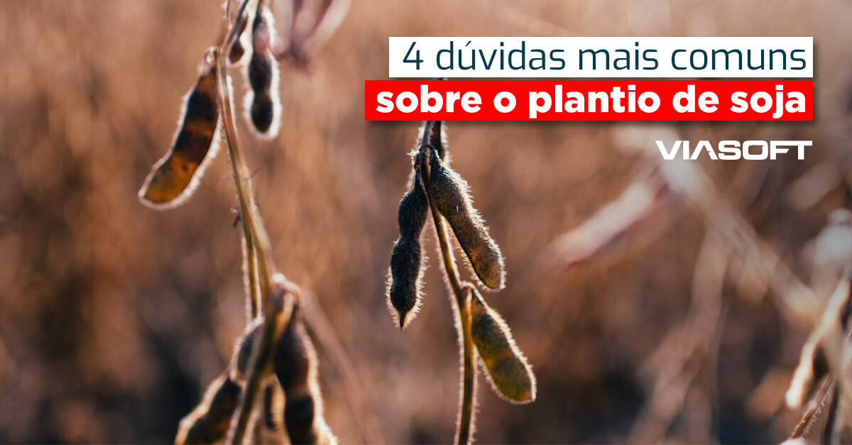 4 dúvidas mais comuns sobre o plantio de soja